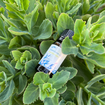 Essential oil Rosemary, natural, 10ml - Saaren Taika Decor
