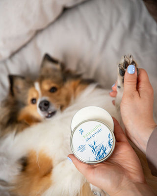 kamomilla sheavoide kutinaan, ihottumaan, ekseemaan, ötökänpistoksiin